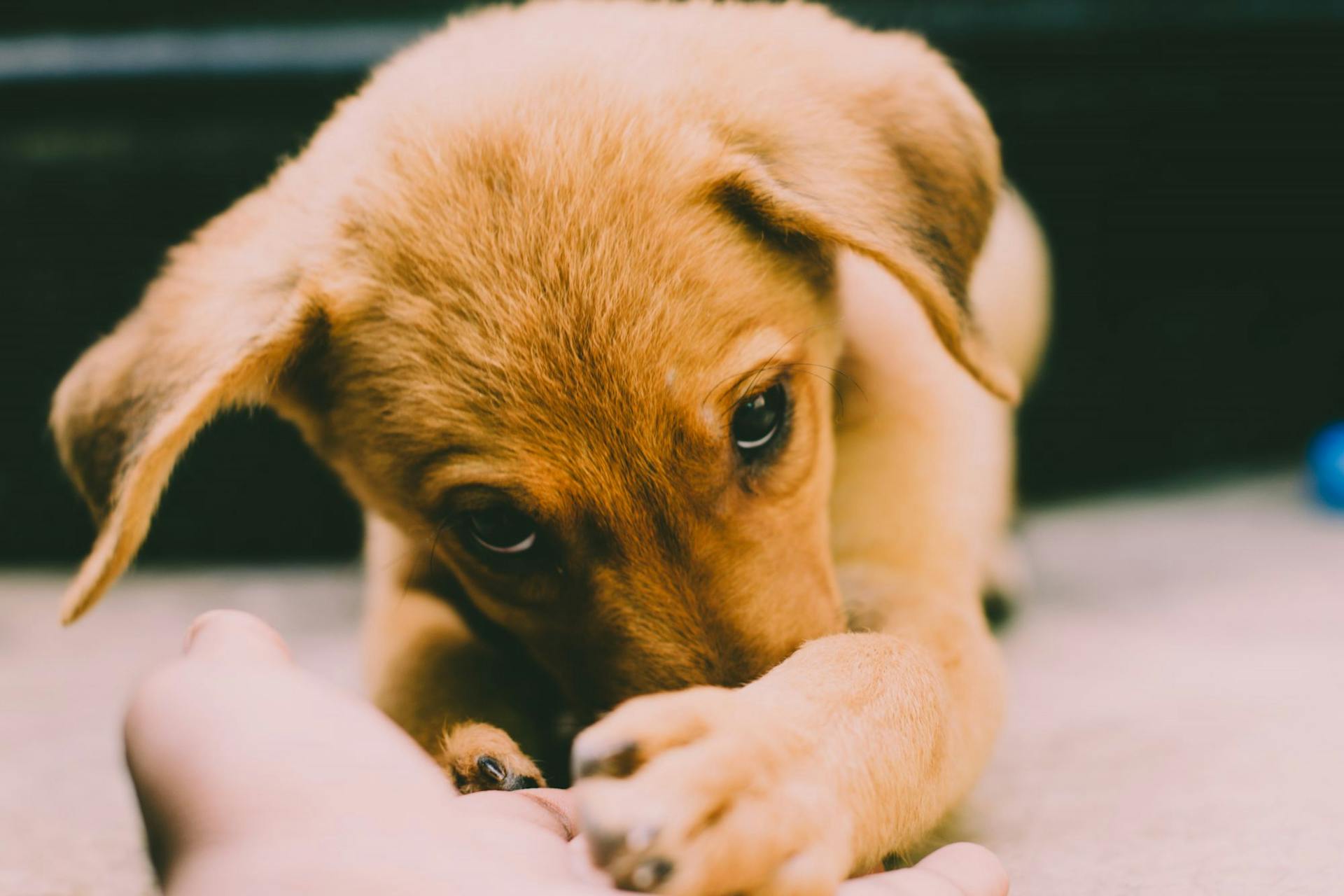 Le Golden Retriever est un chiot