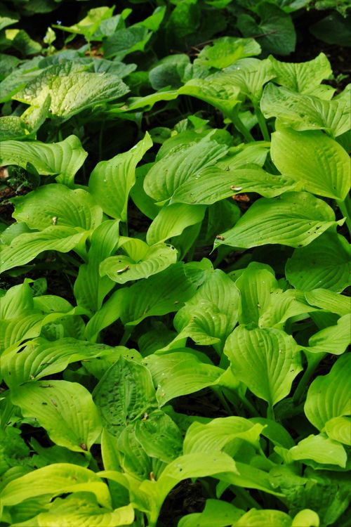 Free A close-up view of vibrant green hosta leaves, showcasing their lush textures and natural beauty. Stock Photo