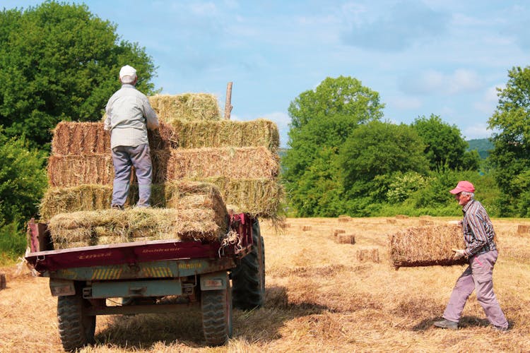 Farmers Loading Hay On A Tractor