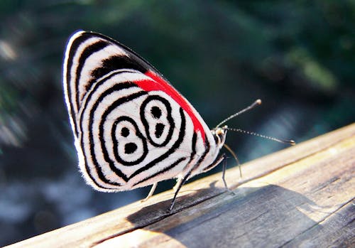 Butterfly Perched on a Wood