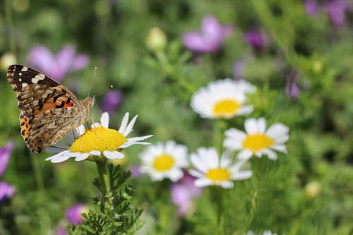 Kostnadsfri bild av antenn, artropod, entomologi