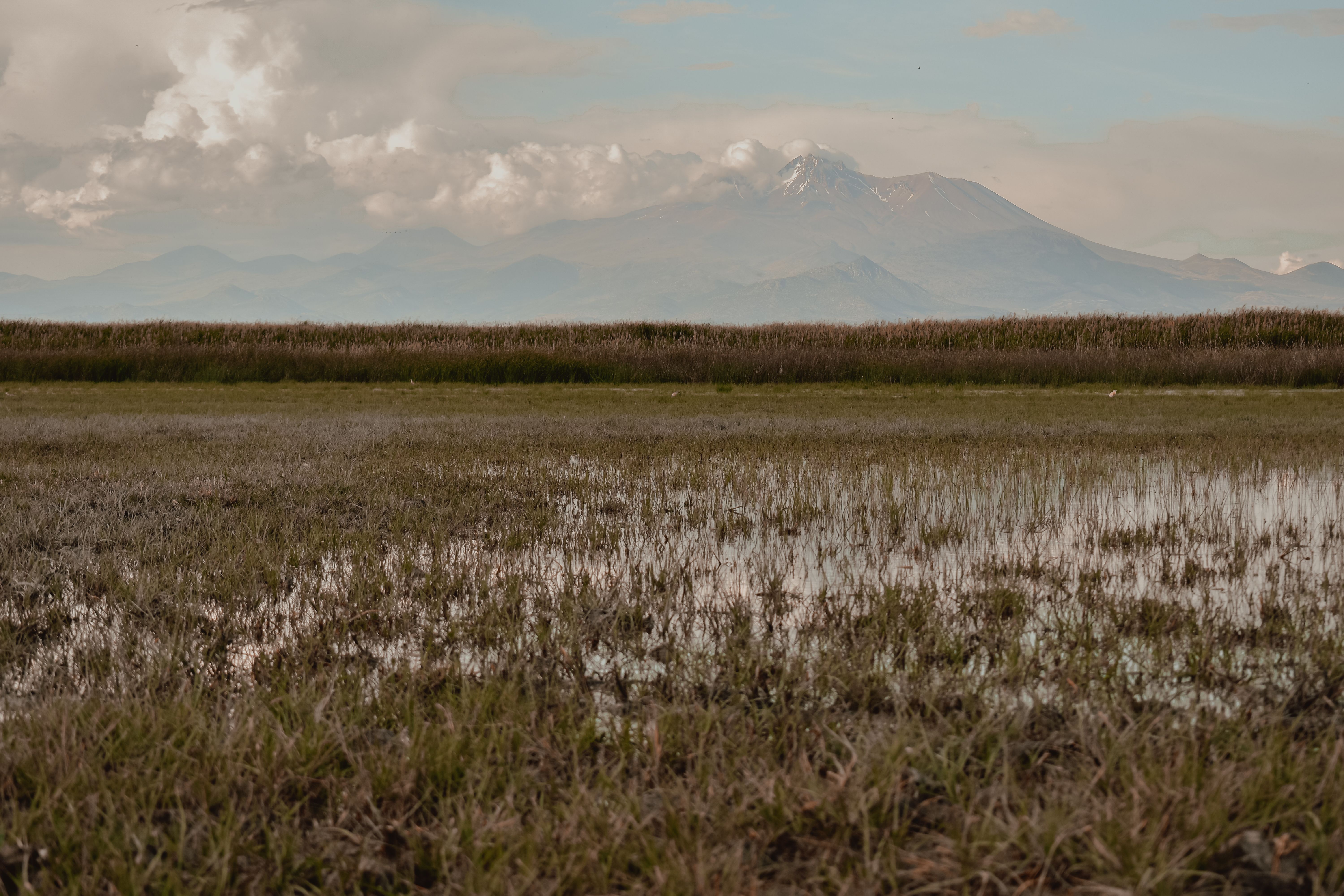 A serene wetland landscape with a mountain in the background under a blue sky.