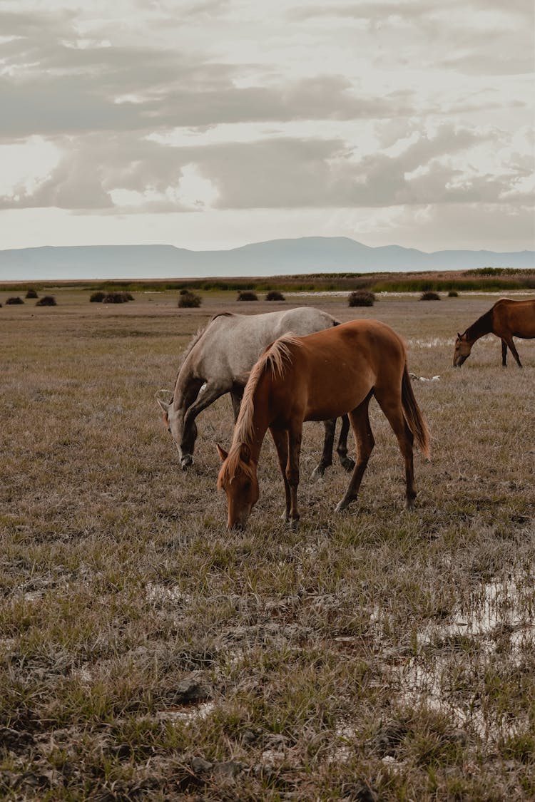 Photo Of Two Horses Eating Grass