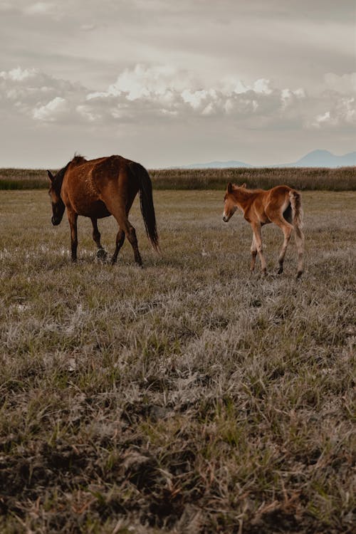 Brown Horses on Grassland