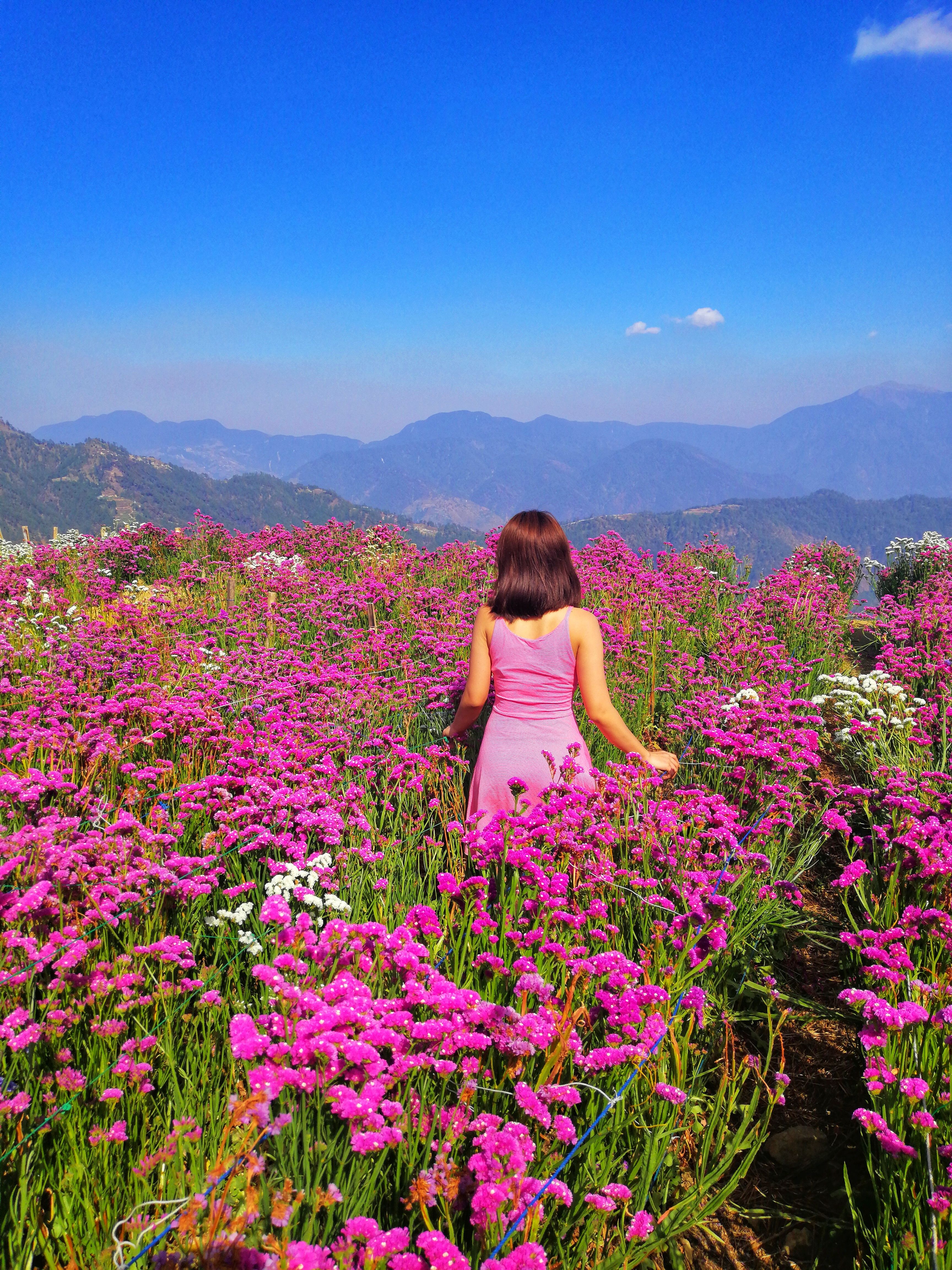 A Woman Standing in the Middle of the Flower Farm · Free Stock Photo