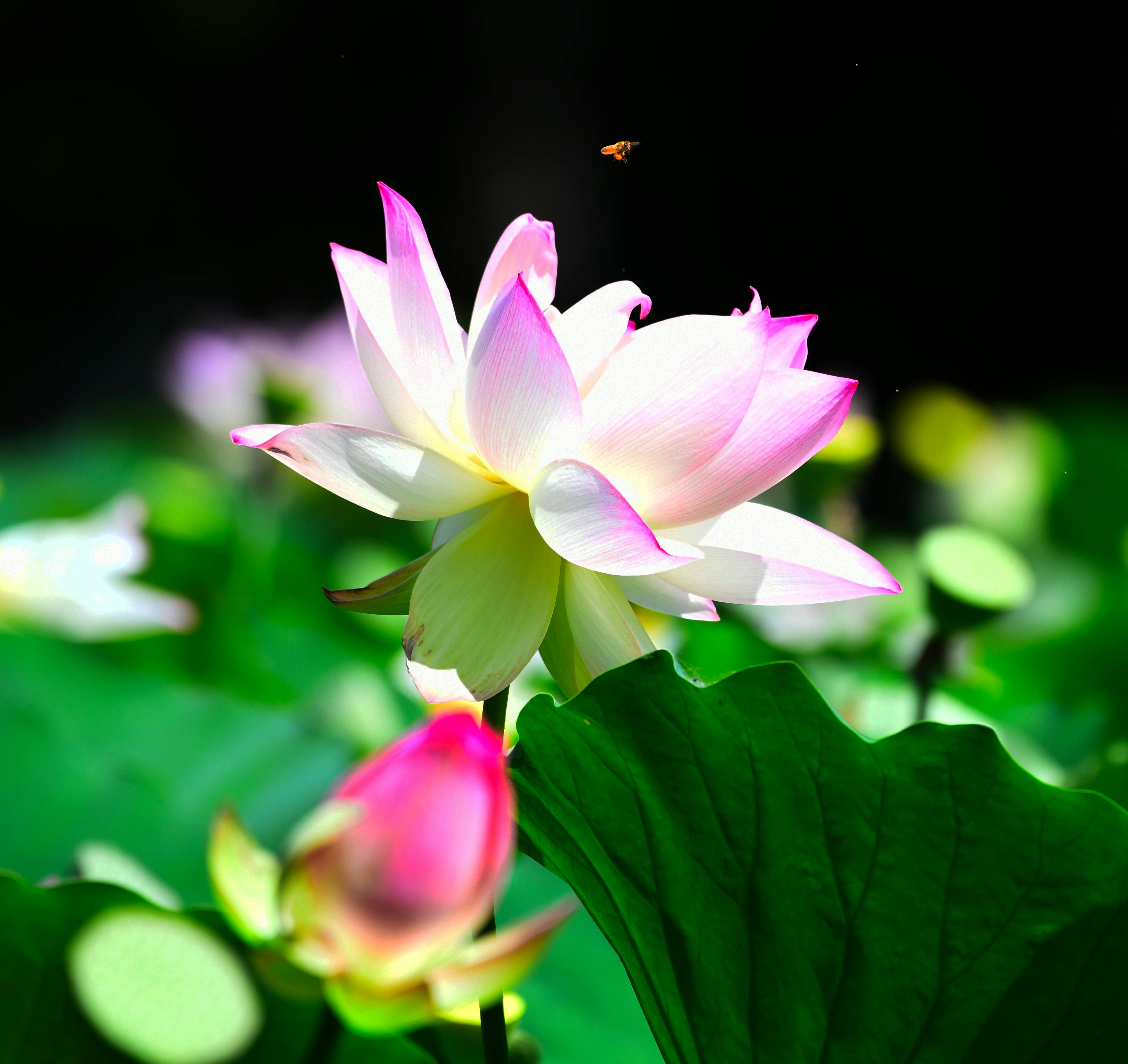 Pink Nelumbo Nucifera - loài hoa sen hồng nổi tiếng từ nhiều thế kỷ qua. Bức ảnh này chụp lại vẻ đẹp hoàn hảo của hoa sen hồng với sắc hồng thẫm lấp lánh giữa màn nước. Hãy nhìn ngắm cùng chúng tôi và cảm nhận sự thanh tịnh và tinh khiết của loài hoa này.