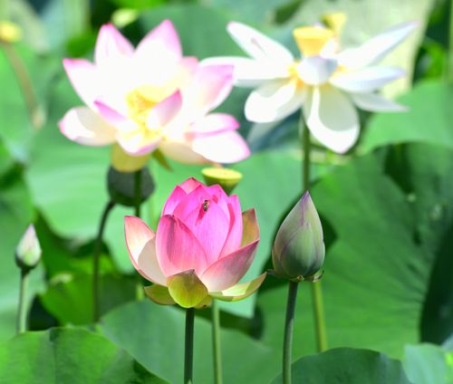 Free Capture of colorful lotus flowers blooming with lush green leaves in the background, showcasing nature's beauty. Stock Photo