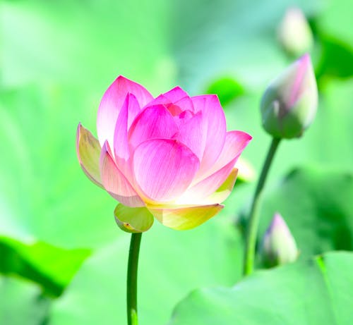 Free Pink Lotus Flower in Close Up photography Stock Photo