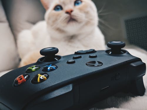 Free White Cat Beside Black Xbox Game Controller Stock Photo