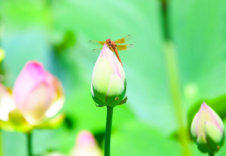 A Brown Dragonfly On Water Lily Flower Bud