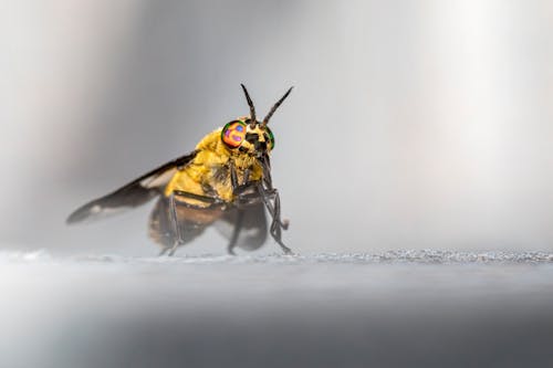 Gratuit Photos gratuites de chrysops caecutiens, fermer, insecte Photos