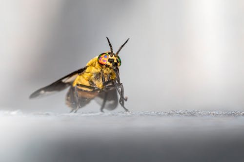 Macro Shot of a Splayed Deer Fly