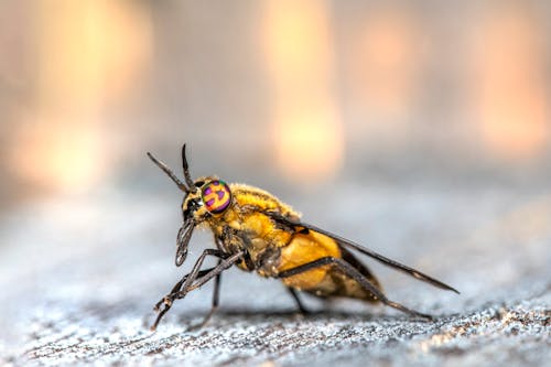Gratis Fotos de stock gratuitas de chrysops caecutiens, de cerca, fotografía de insectos Foto de stock