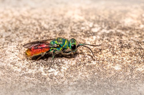 Foto profissional grátis de chrysis ignita, fechar-se, fotografia de insetos