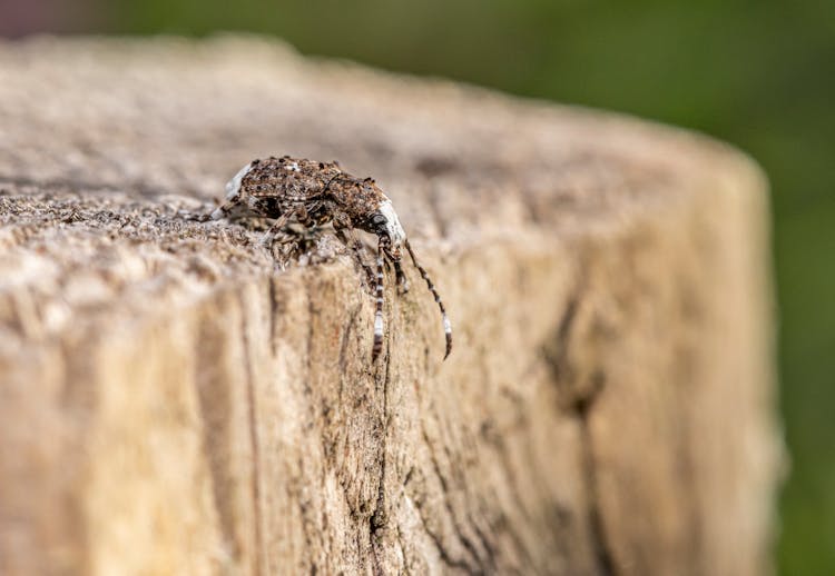 Spider On Wood