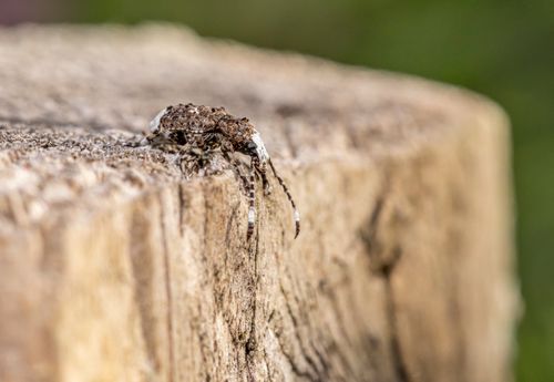 Free Detailed image of a brown spider on a textured wooden surface in natural light. Stock Photo