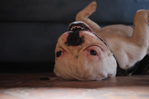 Free A Bulldog Lying Down on the Floor Stock Photo