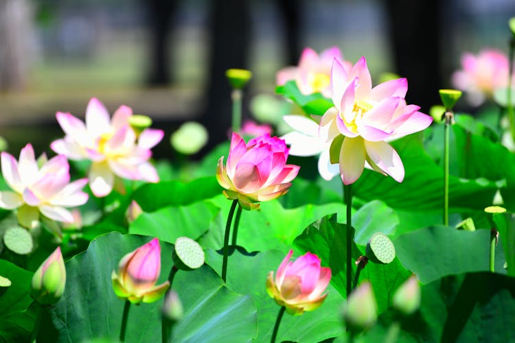 Selective Focus Photograph Of Indian Lotus Flowers