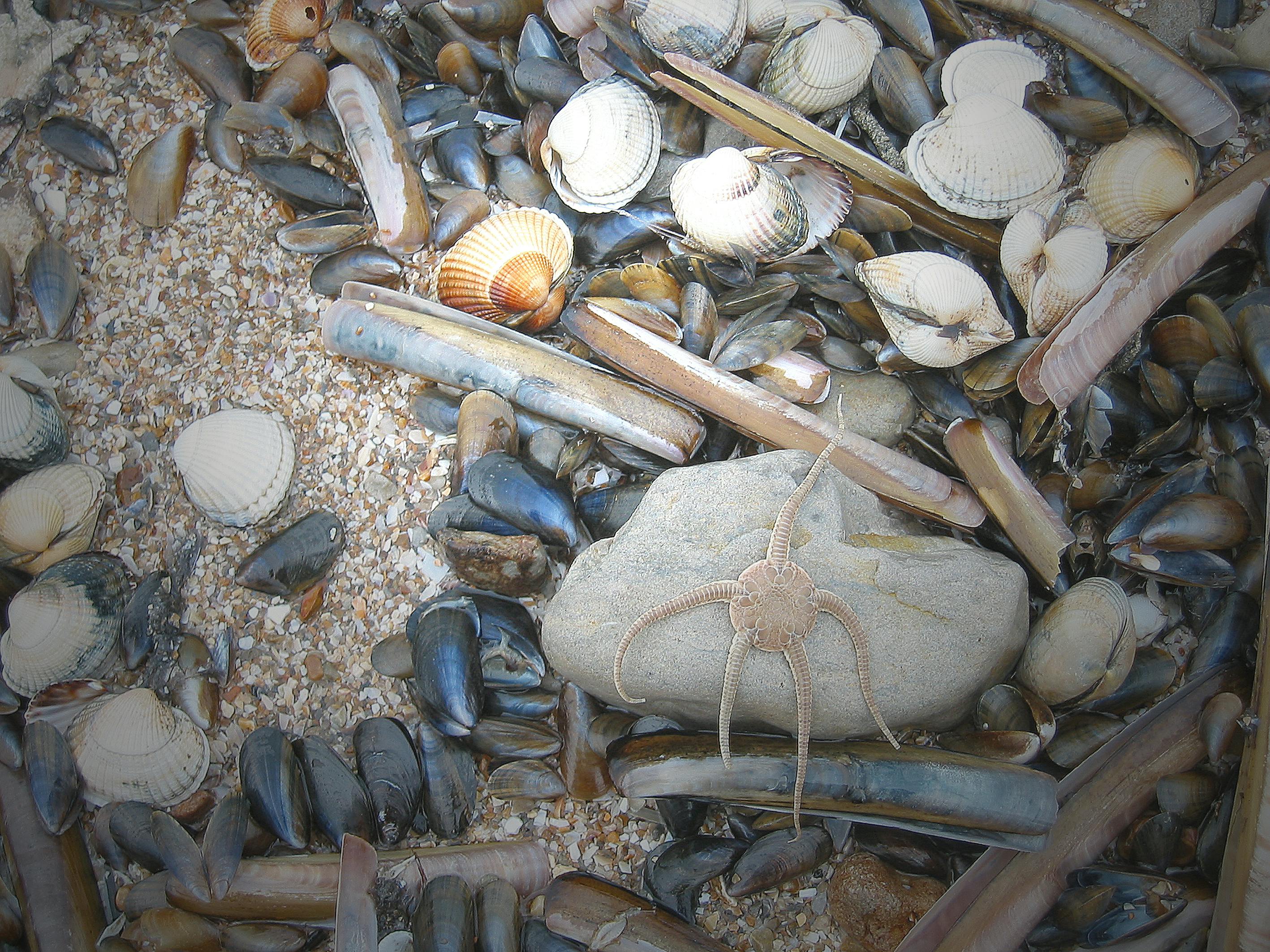 海の貝の無料の写真素材