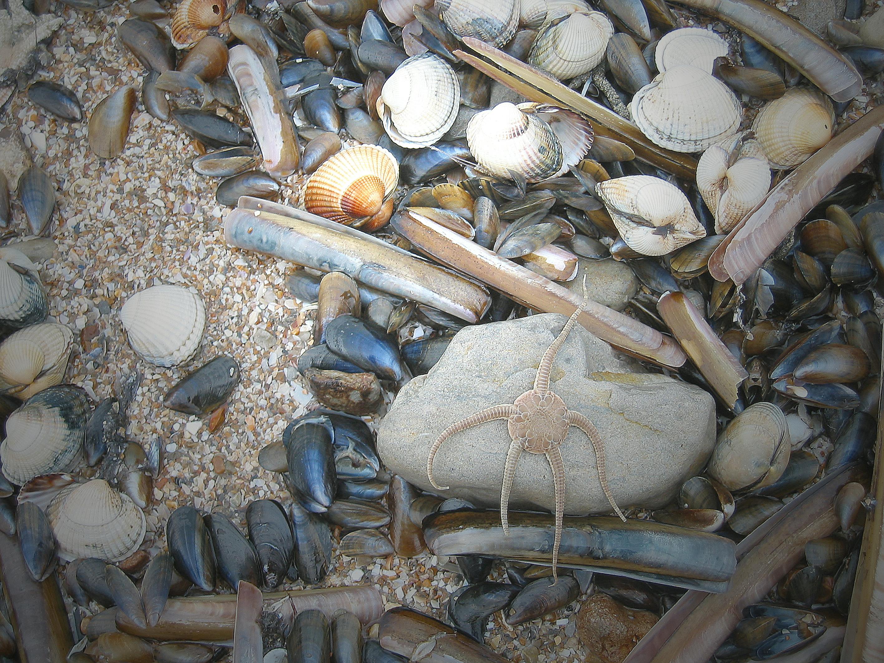 海の貝の無料の写真素材 海の貝の無料の写真素材