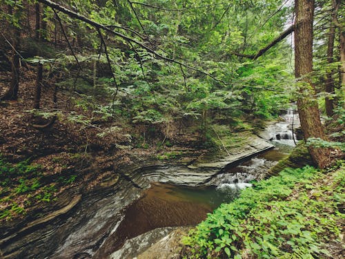 A Creek in the Forest