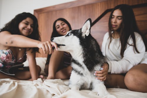 Fotos de stock gratuitas de amistad, caricias, grupo de amigos