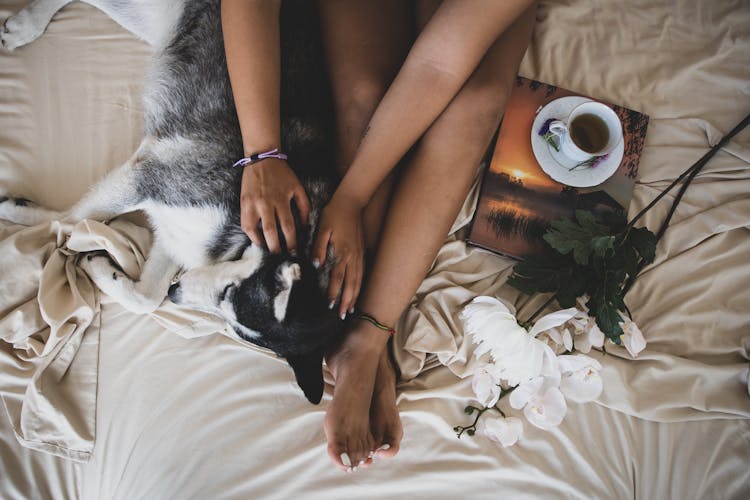 A Dog Sleeping On The Bed