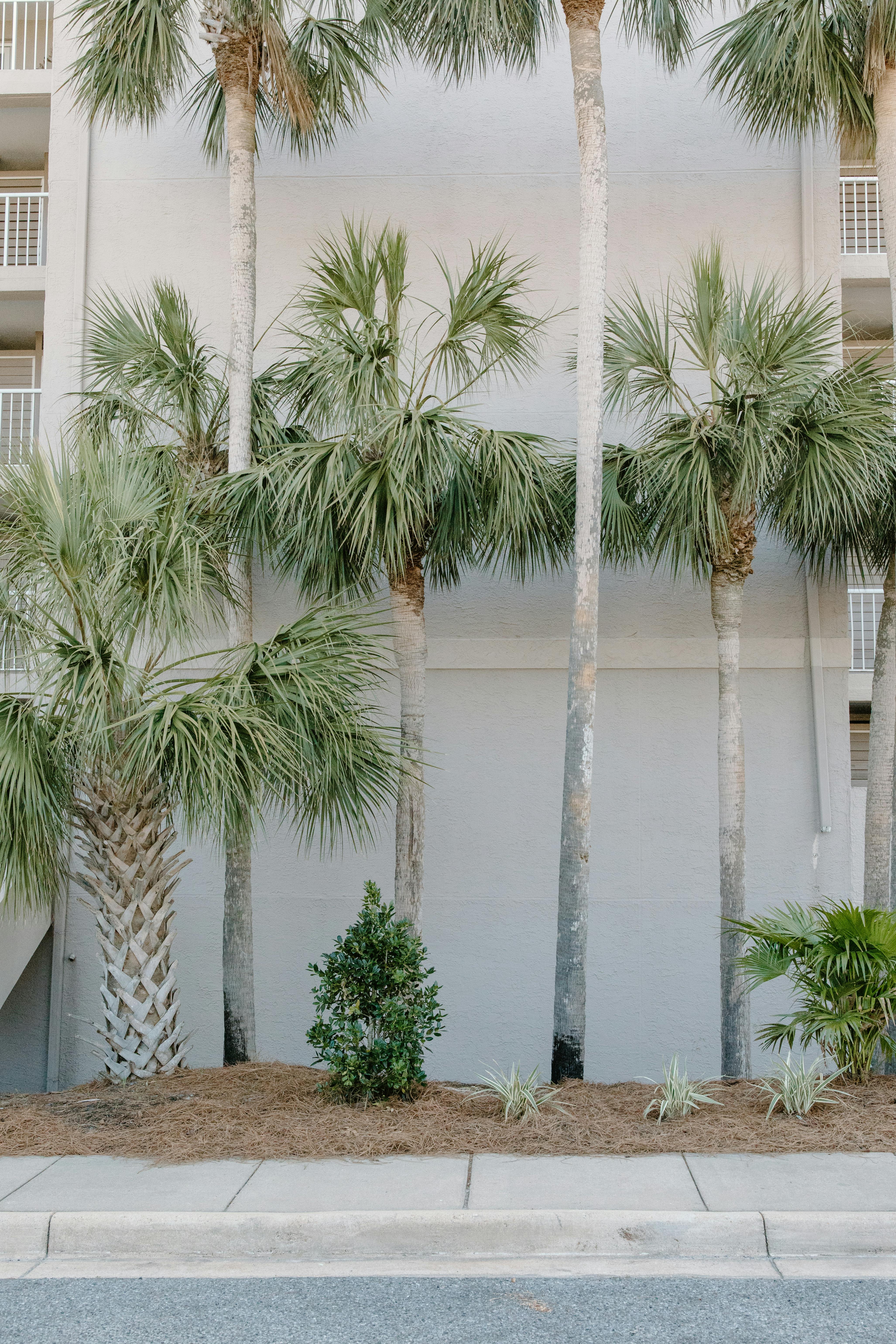 palm trees near white concrete building