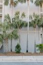 Palm Trees Near White Concrete Building