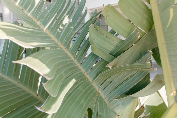 A Close-up Shot Of Green Banana Leaves With Splits