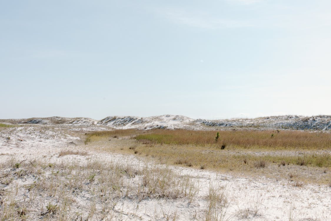 A Desert with Green and Brown Grass Under Blue Sky