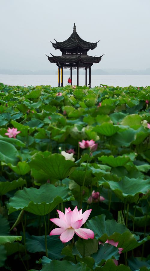 Free A scenic view of a blooming lotus pond with a traditional pavilion in the background. Stock Photo