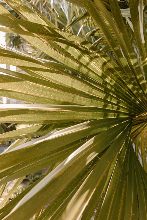 Close-Up Photo of Green Palm Leaves