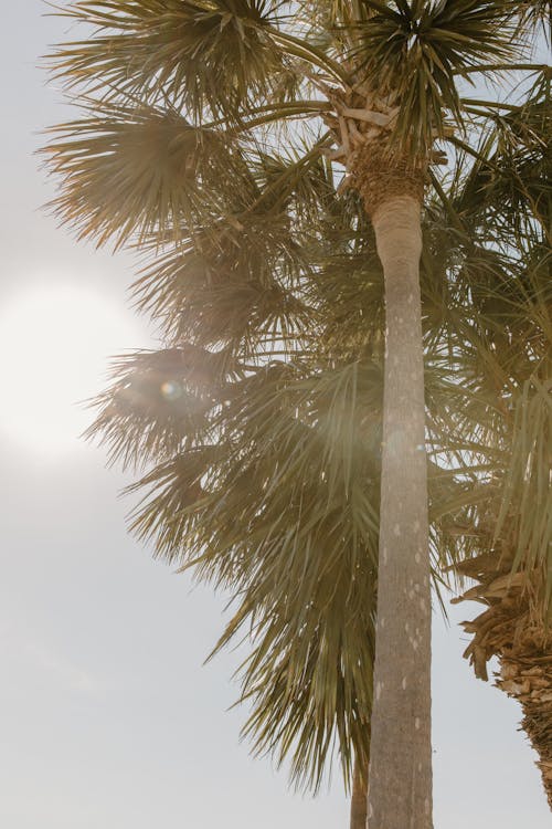 Bezpłatne Darmowe zdjęcie z galerii z drzewo palmowe, liście palmowe, perspektywa żabia Zdjęcie z galerii