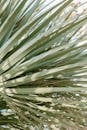 Green Palm Tree