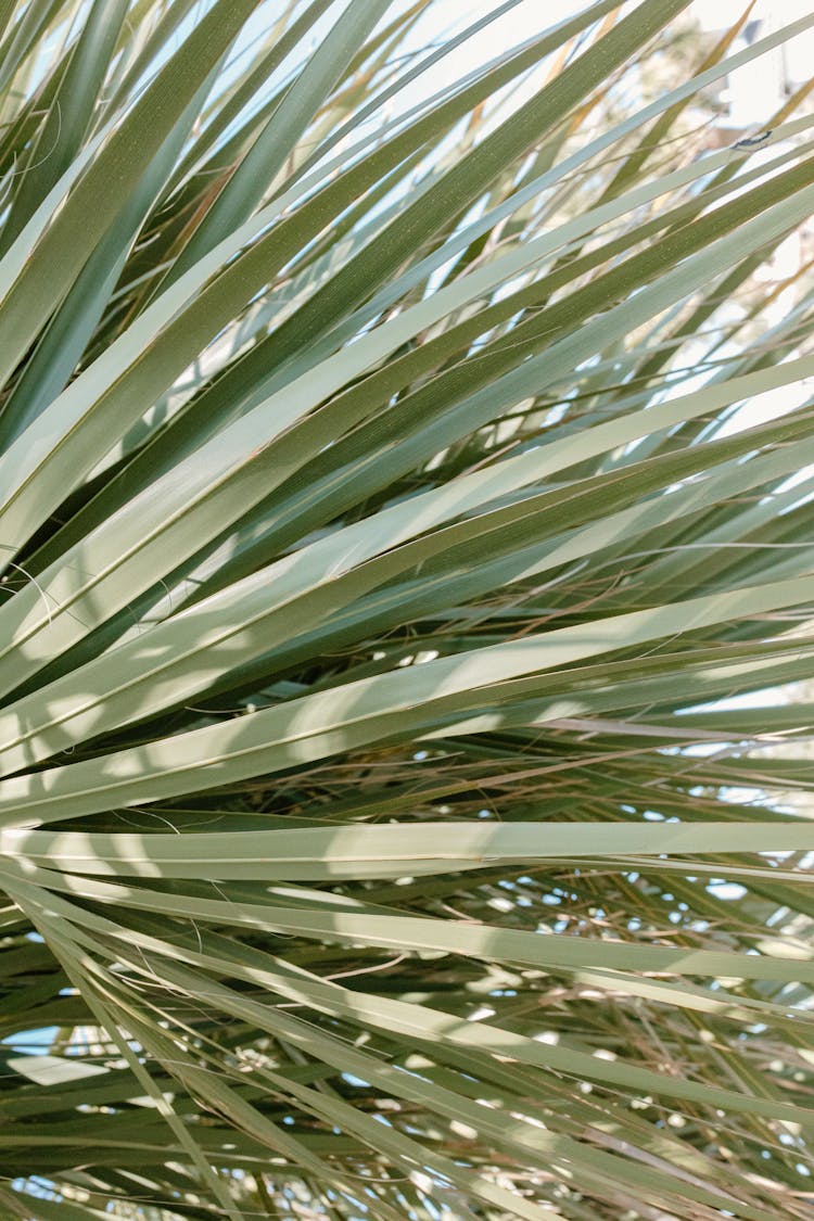 A Close-up Shot Of A Green Yucca Plant