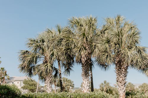 棕櫚樹, 熱帶, 異國情調 的 免费素材图片