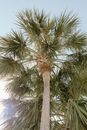 Green Palm Tree Under Blue Sky