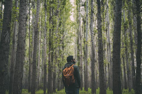 Gratuit Imagine de stoc gratuită din arbori, aventură, bărbat Fotografie de stoc