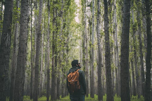 Foto d'estoc gratuïta de a l'aire lliure, amb boira, arbres