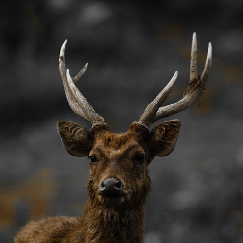 Foto d'estoc gratuïta de @outdoor, animal, animals en estat salvatge