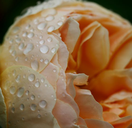 бесплатная Бесплатное стоковое фото с английская роза, завод, крупный план Стоковое фото