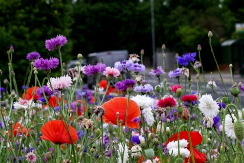 Gratis stockfoto met bloem in de zomer, klaprozen, langs de weg bloemen