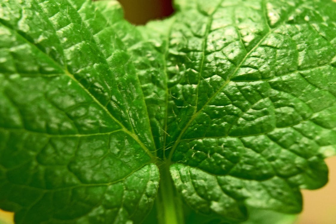 Lemon balm (Foto: Pexels/Tookapic) Lemon balm (Foto: Pexels/Tookapic)
