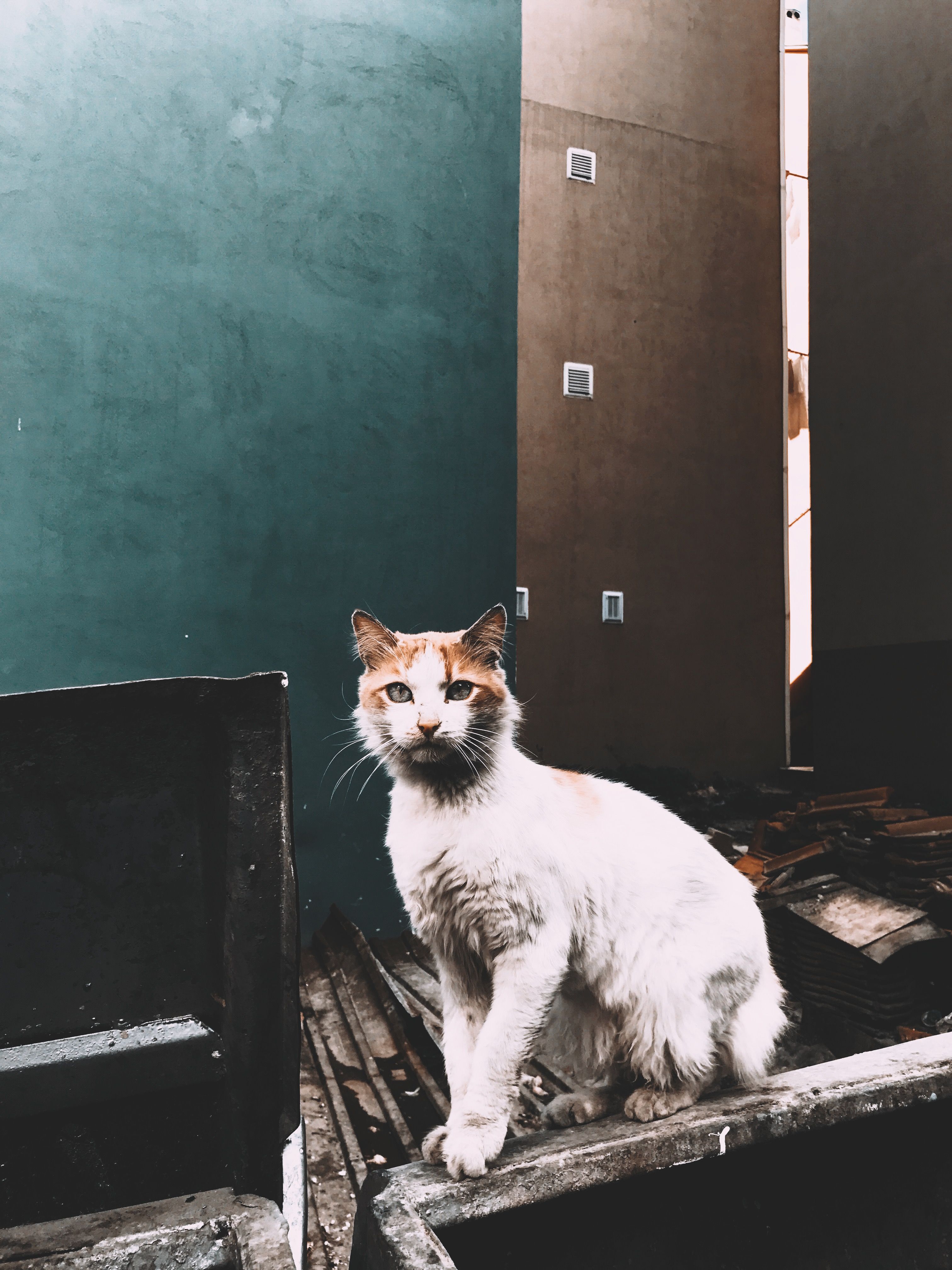 A stray cat sits in an urban area of Fatih, İstanbul, exuding calm and curiosity.