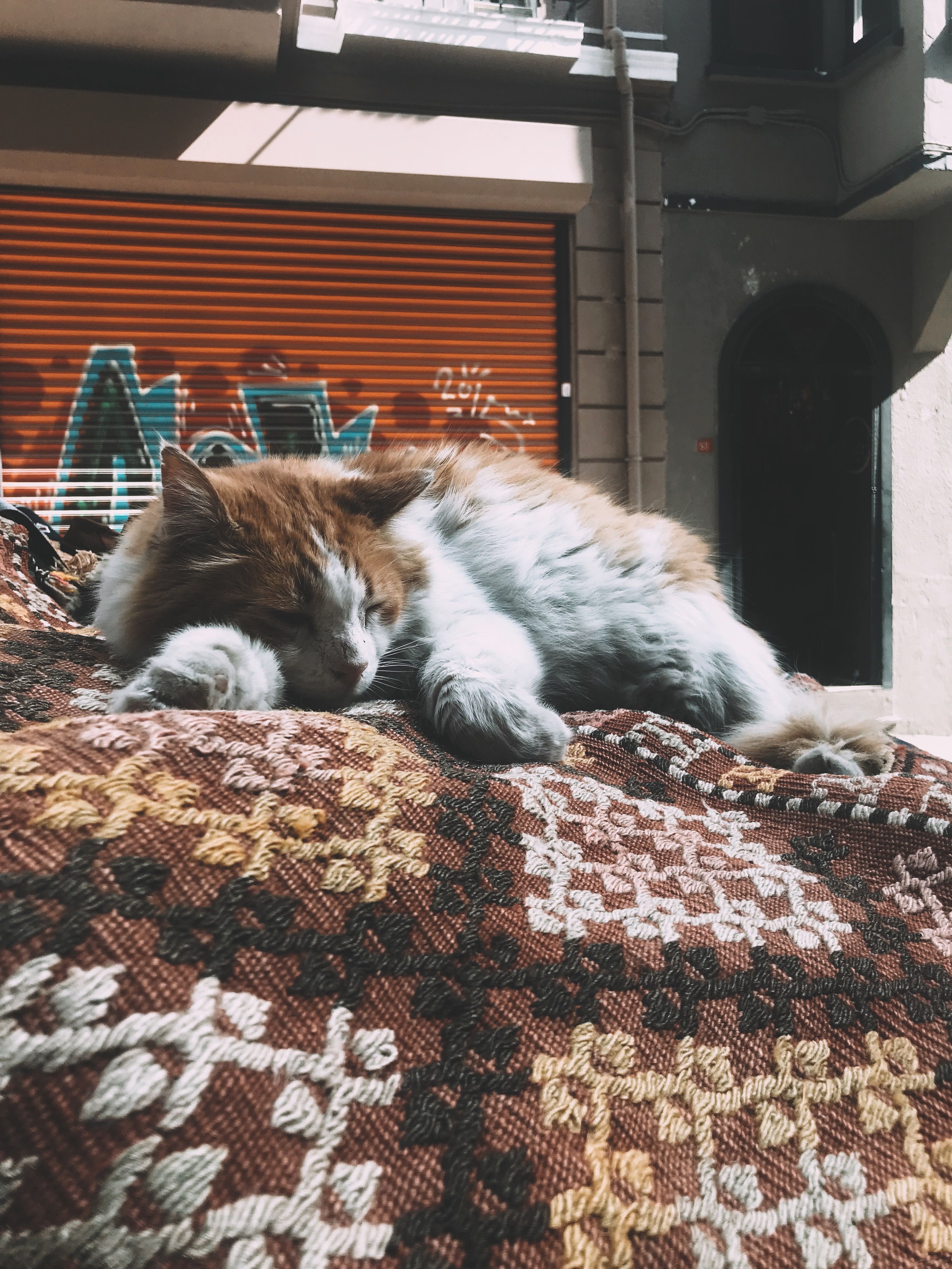 Photo of an Orange and White Domestic Cat Sleeping · Free Stock Photo