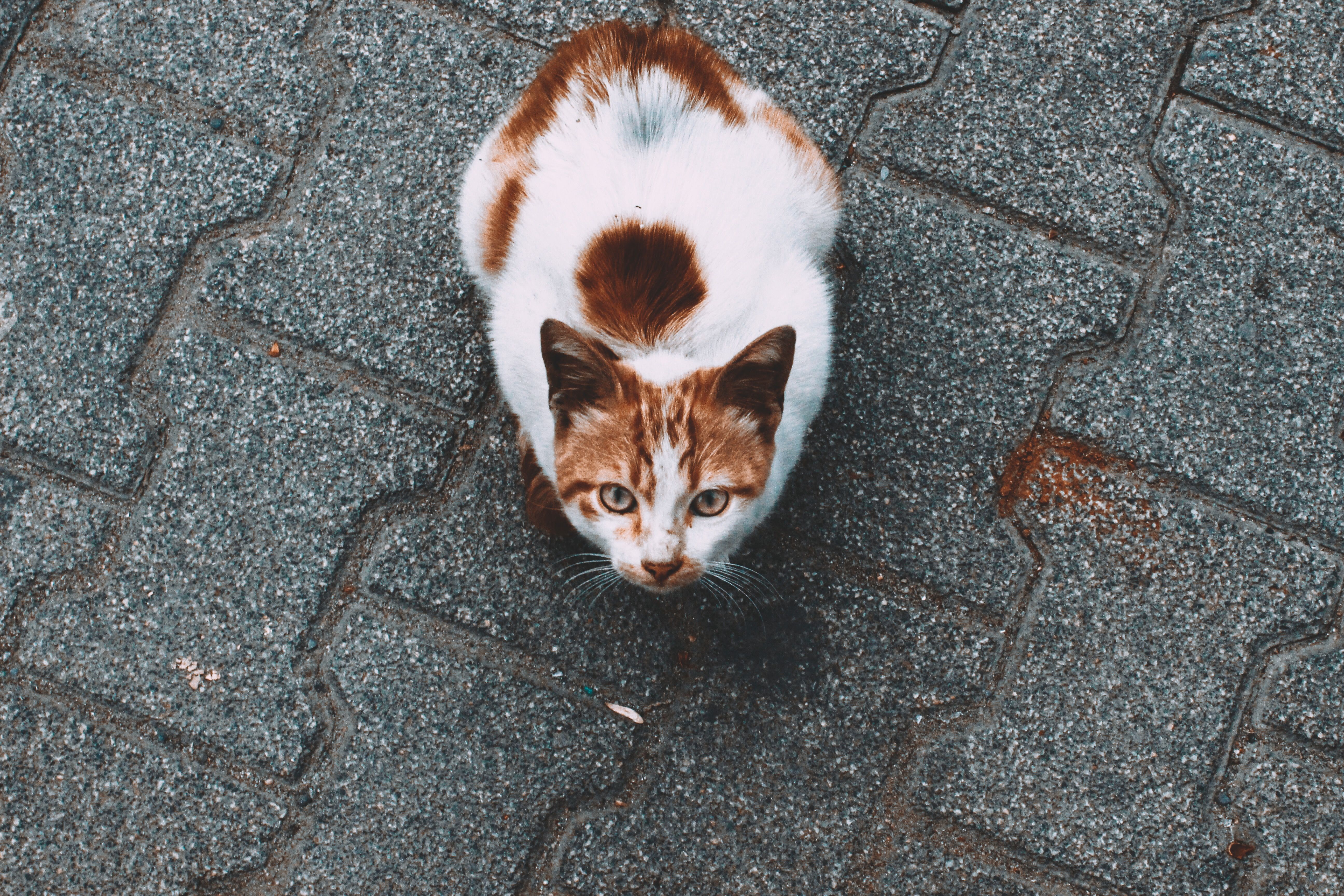 Brown Tabby Cat Walking on Gray Concrete Road · Free Stock Photo