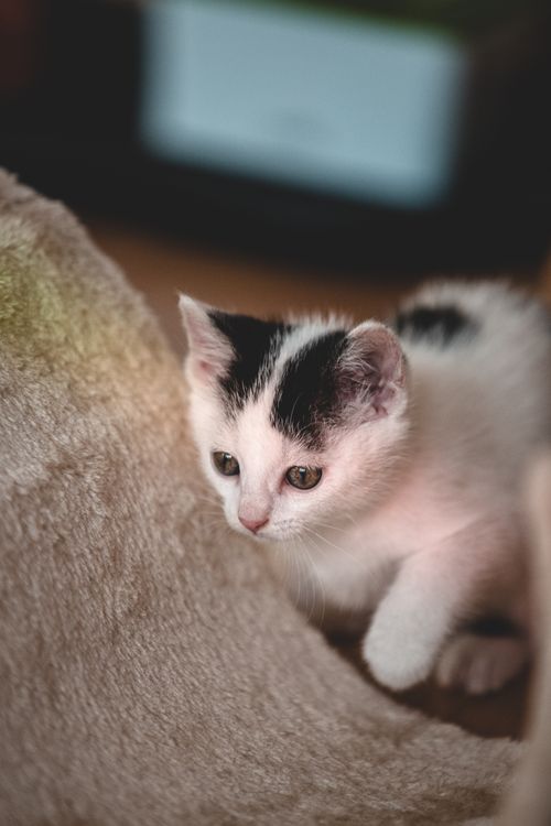 Free A playful black and white kitten explores its cozy indoor environment. Stock Photo