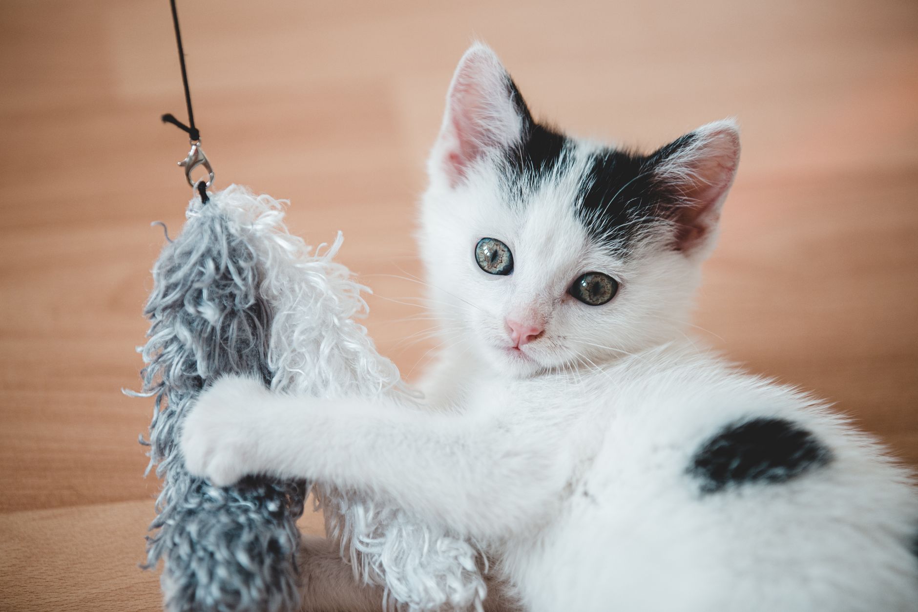 Best Eco-Friendly Cat Toys for Indoor Play (2026) – Sustainable Fun That Keeps Your Cat Active and Happy