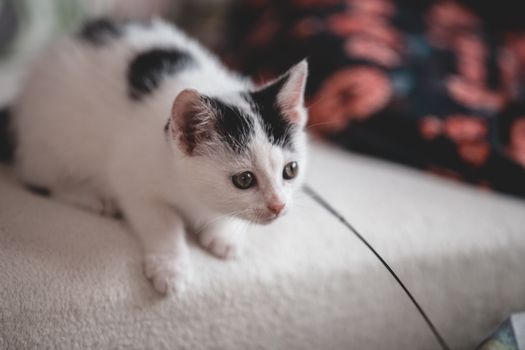 Close-up of a cute white and black kitten resting on a soft surface indoors, showcasing its charming expression.